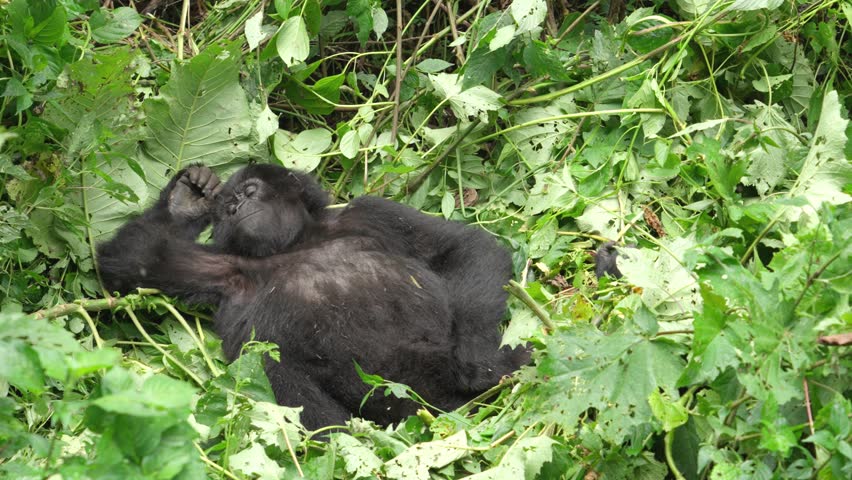 Young Mountain Gorilla Lying on Its Back, Resting and Scratching in Bwindi Impenetrable Forest, Uganda