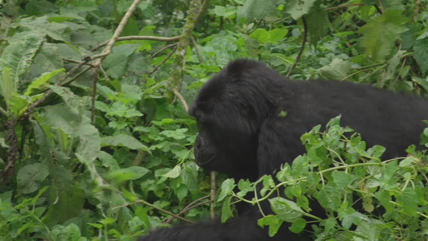 female mountain gorilla walking through the thicket in the forest, Bwindi National Park, Uganda.