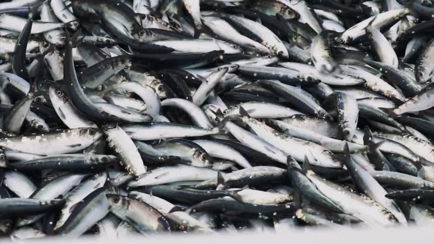 Silver fishes freshly hauled onto vessel. Bright shimmering herring reflects light. Commercial fishing industry. Harvesting North Atlantic resources.