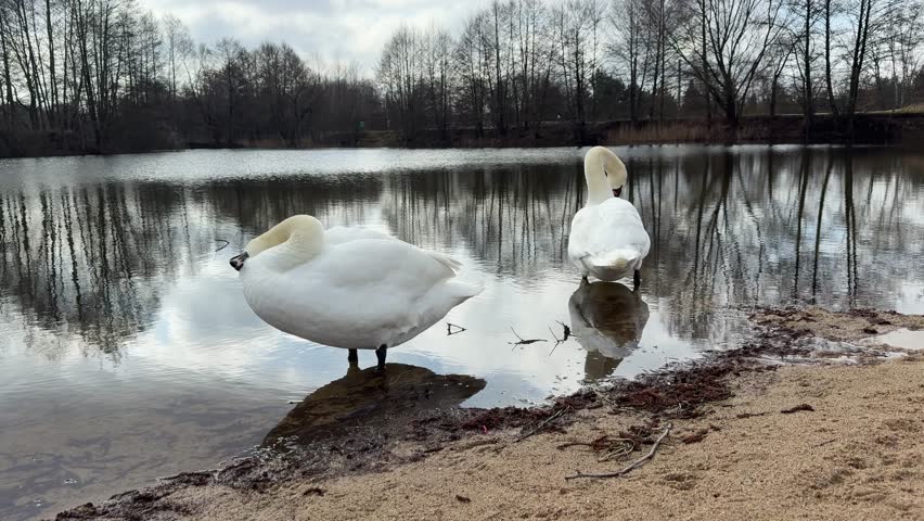 Pair of white swans preening and grooming together on a peaceful lake shore. Two Mute Swans (Cygnus olor) in their natural habitat. Concept of partnership, harmony, and bird behavior.
