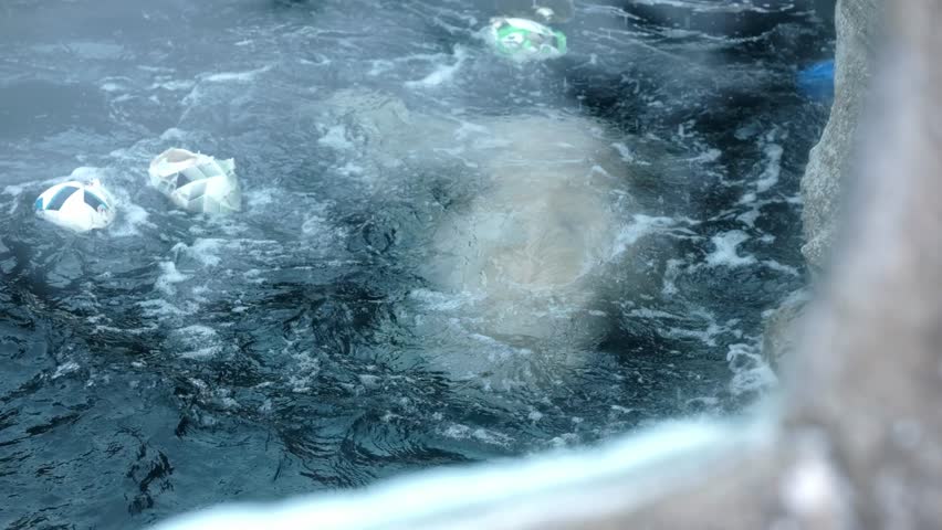 A polar bear in Bremerhaven zoo, swimming and playing in his pool