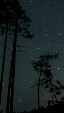 Starry night sky above forest silhouettes vertical landscape, Dark woodland outlines under clear cosmos with visible constellations, vertical footage