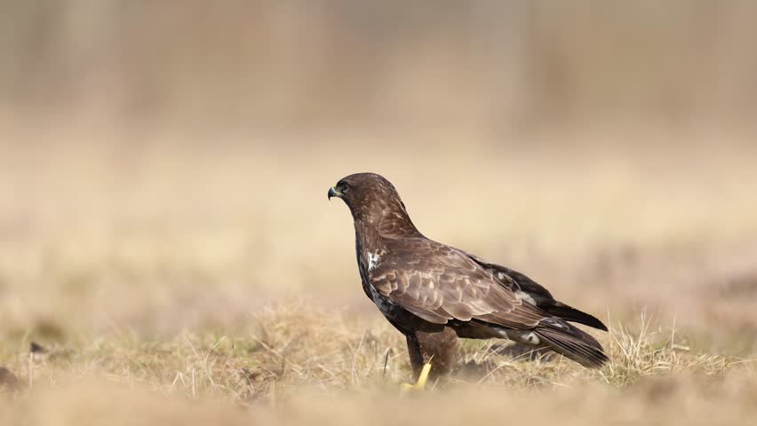Birds of prey - landing Common buzzard Buteo buteo in the fields in spring, buzzard in natural habitat, hawk bird on the ground, predatory bird close up