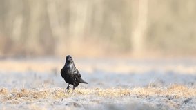 Bird Common Raven Corvus corax, dark style big black scary bird walking on frosty meadow, early spring time Poland Europe
 - Powered by Shutterstock - Get 15% off with code: PIKWIZARD15