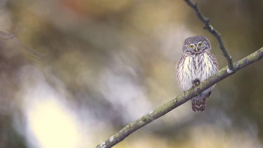 Bird Pygmy owl Glaucidium passerinum little owl natural dark forest north parts of Poland Europe Knyszyn Primeval Forest early spring time