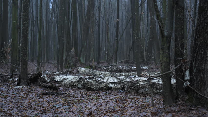 A man traverses a foggy autumn forest, carefully stepping over a large fallen tree. The ground is covered with wet leaves and the atmosphere is serene and tranquil.