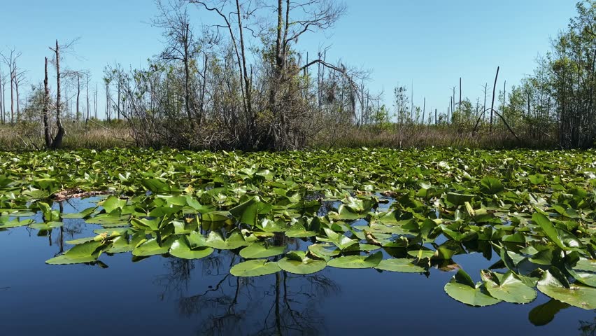 A serene view of the Okefenokee Swamp, showcasing lush lily pads floating on calm water with trees reflected in the blue sky