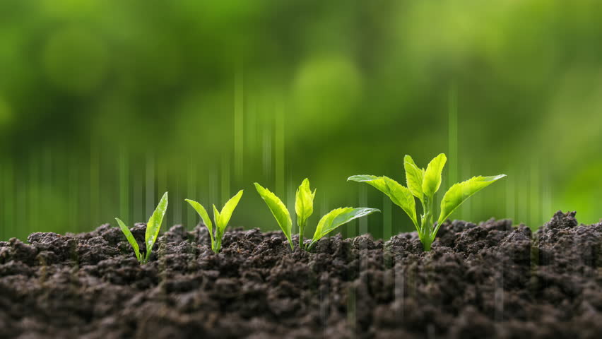 The concept of sustainable investment and business growth; green investment; environmental responsibility; green seedlings growing in the soil; with a green financial graph.