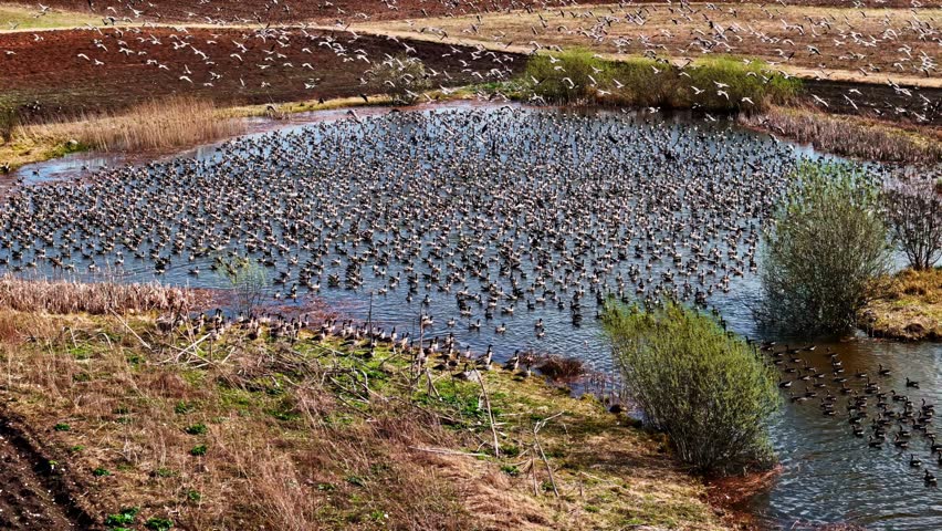 Drone view over thousands of wild geese that have landed on a pond.