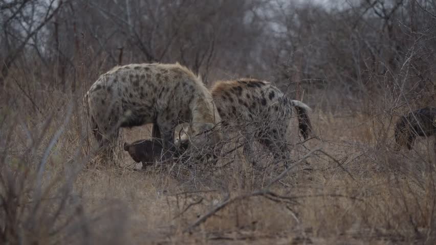 Spotted hyena family in Kruger National Park with two cubs staying close to adults in dry bushveld savanna. Wildlife behavior scene, natural light, safari documentary clip.
