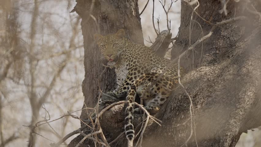 Leopard resting in a tree in Kruger National Park, South Africa. Still wildlife portrait with only subtle breathing, alert gaze, spotted coat, natural bushveld background.