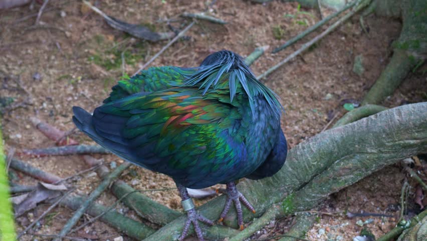 Close-up shot of a Nicobar pigeon (Caloenas nicobarica) with iridescent feathers, spotted on the ground.