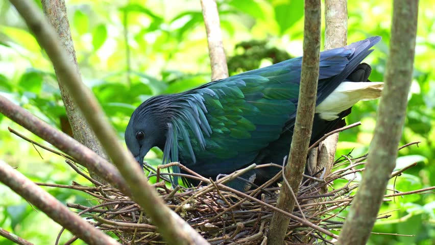 A Nicobar pigeon (Caloenas nicobarica) is nesting in a loose stick nest in a tree, close up shot.