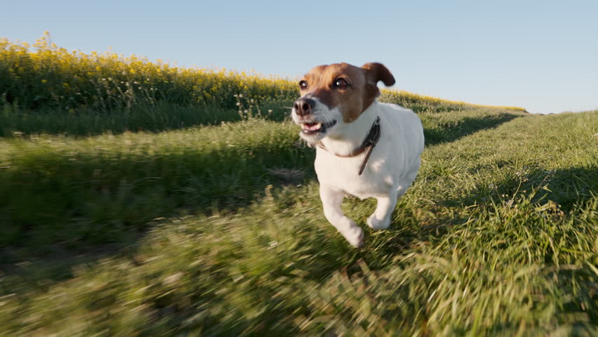 Close up dynamic motion Jack Russell Terrier dog running fast green grass field summer. Active pet domestic animal jumping dynamic action. Nature background yellow rapeseed field blue sky clear day.