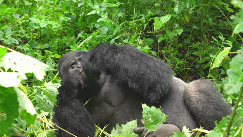 Silverback mountain gorilla lying down and eating. Bwindi National Park, Uganda.