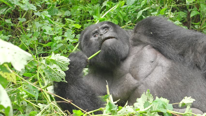 Silverback mountain gorilla lying down and eating. Bwindi National Park, Uganda.