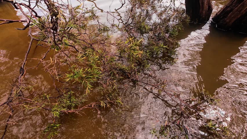 Natural swamp forest landscape with trees, green foliage, and sky background. Tropical wetland ecosystem featuring dense vegetation, natural forest atmosphere, and peaceful wilderness scenery. Perfect for environmental themes, biodiversity concepts, conservation projects, and nature background footage.