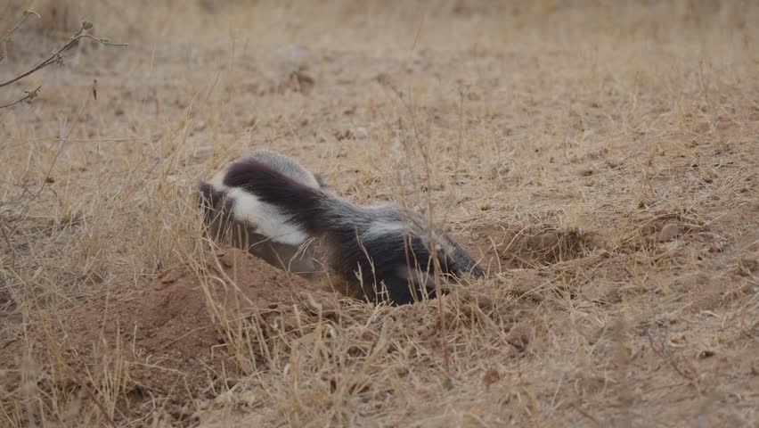 Honey badgers at burrow as one keeps watch and the other digs and enters the den in dry savanna grassland. Natural behavior of ratel (Mellivora capensis) in Africa.