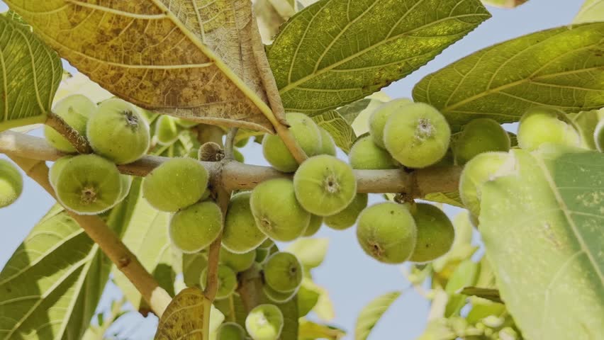Green cluster fig fruits growing along a tree branch with broad leaves, captured as the camera slowly orbits around the branch in natural daylight.