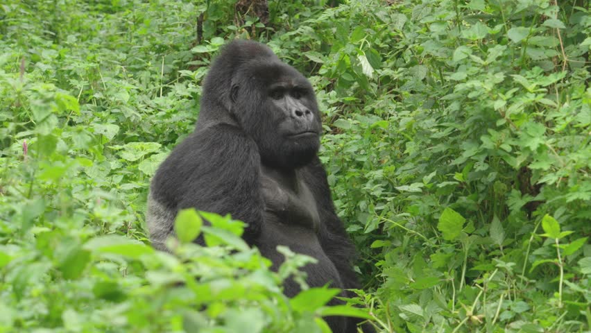 Silverback Mountain Gorilla Sitting and Looking Around in Bwindi Impenetrable Forest, Uganda