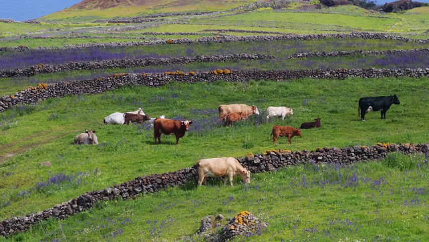 Aerial View Cows Grazing El Hierro Highlands Springtime Cheese Production Canary Islands