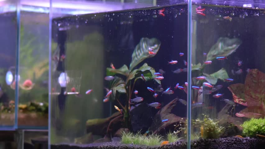 Colorful neon tetra and cardinal tetra fish in freshwater planted aquarium.	