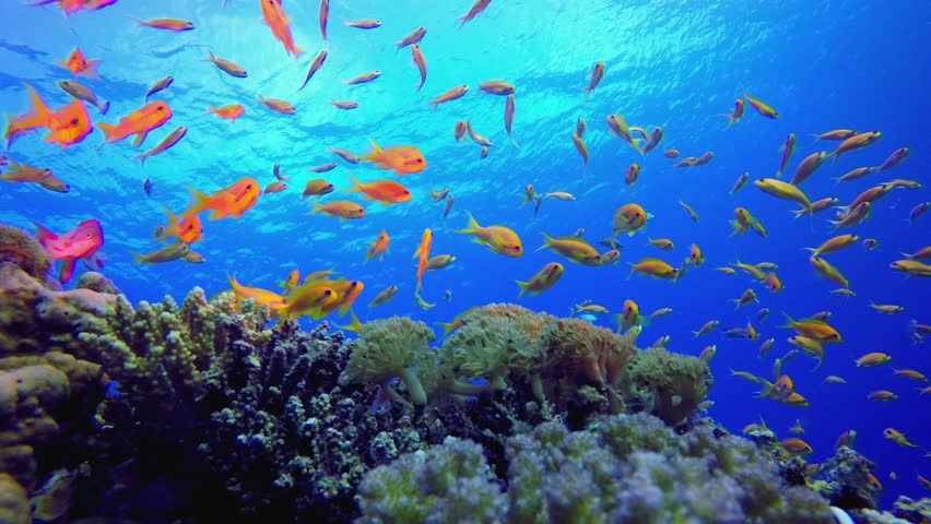 Blue Water Background and Tropical Fish. Reef coral scene. Coral garden seascape. Colourful tropical reefs. Vibrant coral garden. 