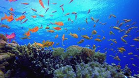 Blue Water Background and Tropical Fish. Reef coral scene. Coral garden seascape. Colourful tropical reefs. Vibrant coral garden.  - Powered by Shutterstock - Get 15% off with code: PIKWIZARD15