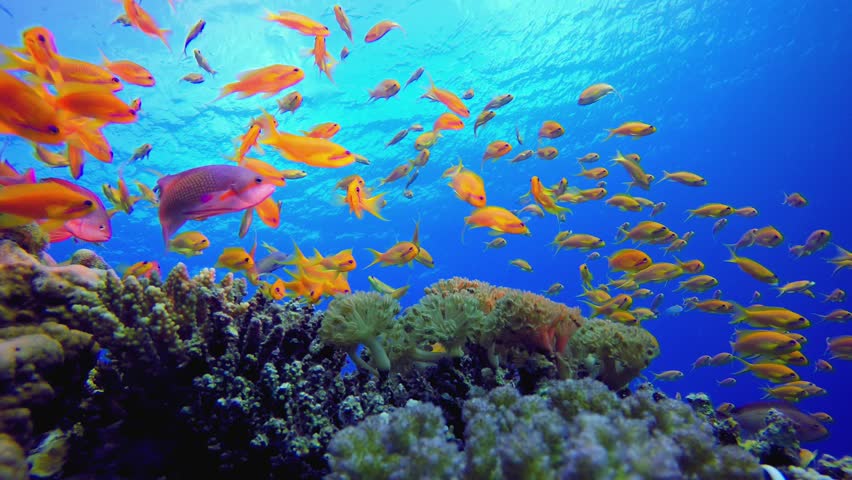 Blue Water Background and Tropical Fish. Reef coral scene. Coral garden seascape. Colourful tropical reefs. Vibrant coral garden. 