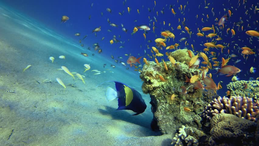 Colourful Corals and Arabian Angelfish. Underwater tropical colourful soft-hard corals seascape. Underwater fish reef marine. Tropical colourful underwater seascape.