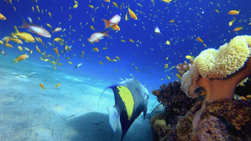 Colourful Corals and Arabian Angelfish. Underwater tropical colourful soft-hard corals seascape. Underwater fish reef marine. Tropical colourful underwater seascape.