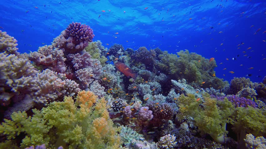 Colourful Tropical Coral Reefs. Underwater tropical colourful soft-hard corals seascape. Underwater fish reef marine. Tropical colourful underwater seascape.