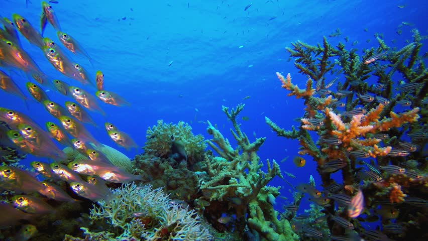 Colourful Tropical Fishes Glassfish. Underwater tropical colourful soft-hard corals seascape. Underwater fish reef marine. Tropical colourful underwater seascape.