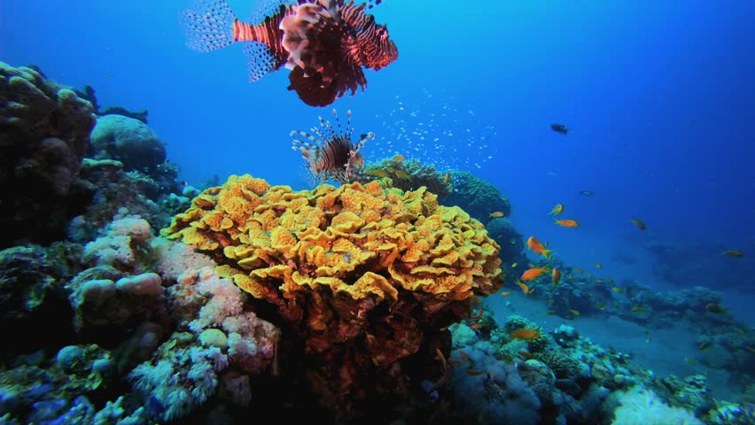 Coral Garden and Lion-Fish. Underwater tropical colourful soft-hard corals seascape. Underwater fish reef marine. Tropical colourful underwater seascape.