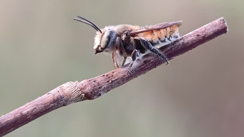 A stunning macro cinematic shot of a wild bee perched on a dry twig. The detailed footage captures the intricate textures of its furry body and translucent wings against a soft, blurred natural background. This high-quality close-up highlights the beauty of insect life and the wonders of nature.