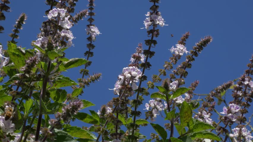 Foraging Bees Collecting Nectar From Holy Basil Plant. - closeup shot