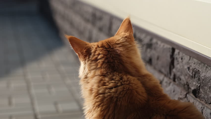 A back view of a fluffy red Maine Coon cat looking towards a stone wall and a paved walkway in soft daylight. Close up.