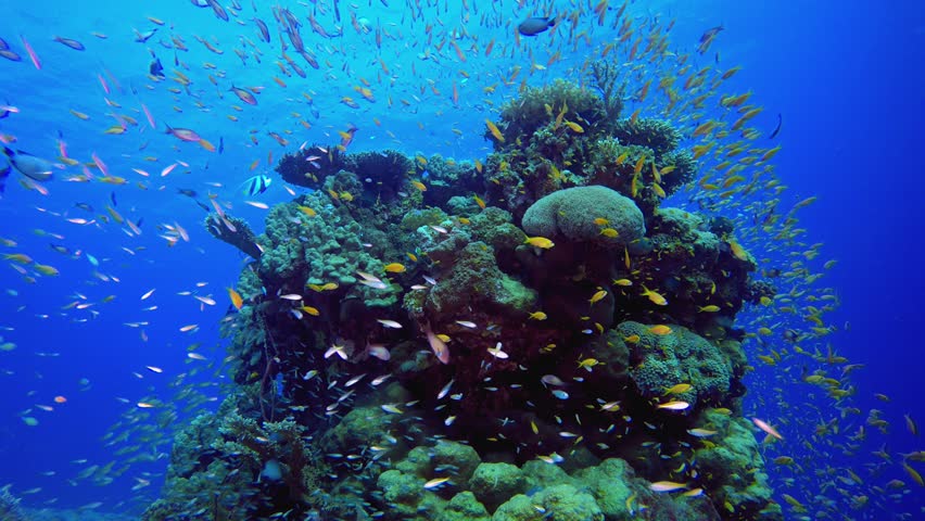 Marine Underwater Coral Garden and Diver. Tropical blue sea water. Coral garden seascape. Sea waves. Underwater world life. Tropical underwater seascape. Reef coral scene. 
