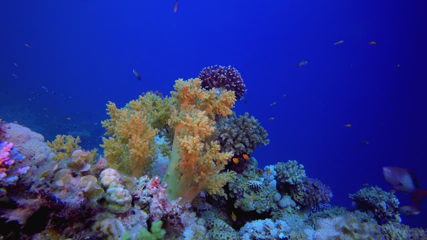 Reef Underwater Soft Corals. Underwater colourful sea fish. Tropical reef marine. Corals tropical life. Coral garden seascape. Blue water background.
