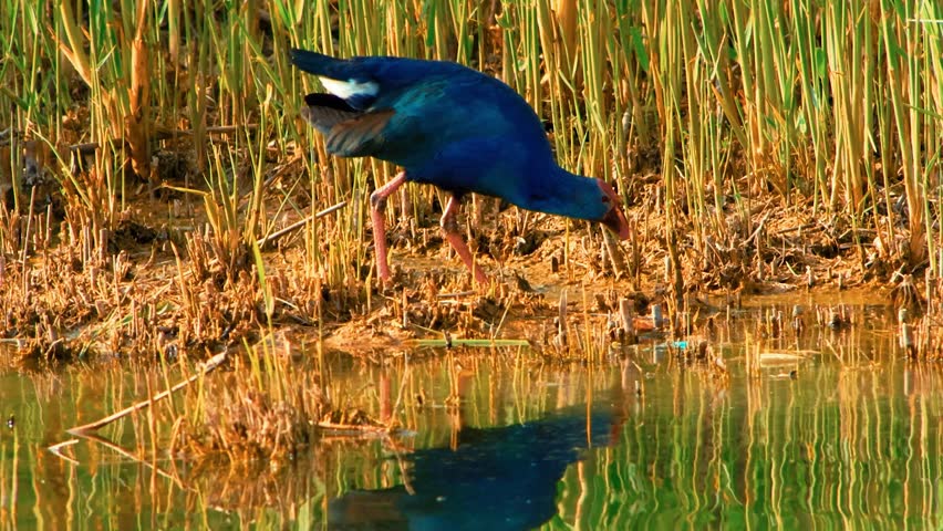 The Purple Swamphen (Porphyria) is a striking waterbird found in lake shore with behind a tall marshes views like survival kind of shot taken from far.