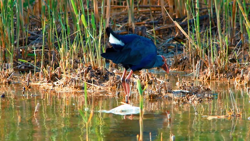 The Purple Swamphen (Porphyria) is a striking waterbird found in lake shore with behind a tall marshes views like survival kind of shot taken from far.
