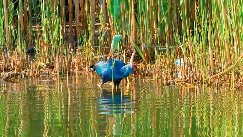 The Purple Swamphen (Porphyria) is a striking waterbird found in lake shore with behind a tall marshes views like survival kind of shot taken from far.