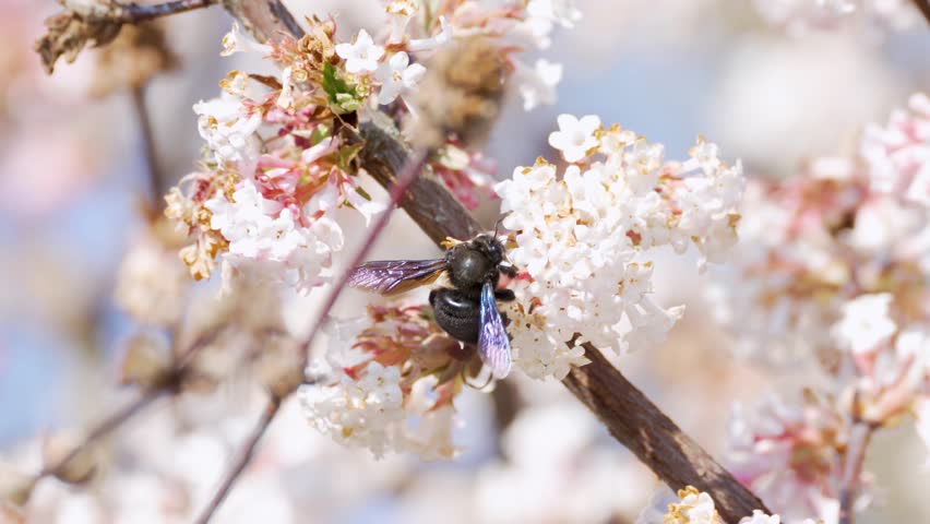 Close-up of a bee collecting nectar from white blossoms. Detailed macro shot with soft natural lighting.