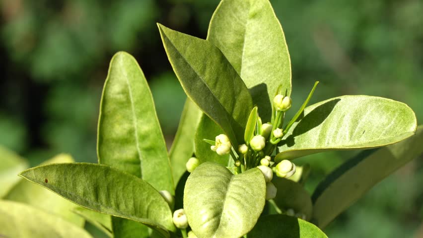 Orange Tree Blossoms and Buds with Green Leaves - Citrus Flowers Blooming Spring Video