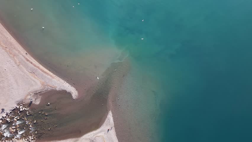 Top down drone view of birds flying in circles over lake water near shoreline. Natural wildlife behavior.