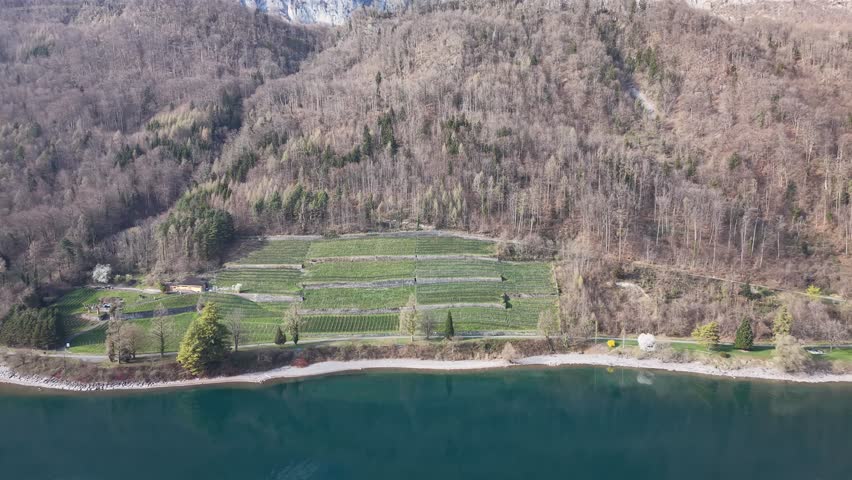 Drone flying over vineyard near lake and mountains. Scenic agricultural landscape with natural surroundings.