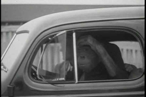 1930s - Chevrolet Leader News excerpt 1936. A chimp driving a car.