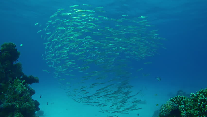 A ball of juvenile Yellowtail Barracuda, Sphyraena flavicauda, swims in the blue water sparkling in the sunlight, Yellowspotted Trevally, Carangoides fulvoguttatus, swims into the school to hunt them