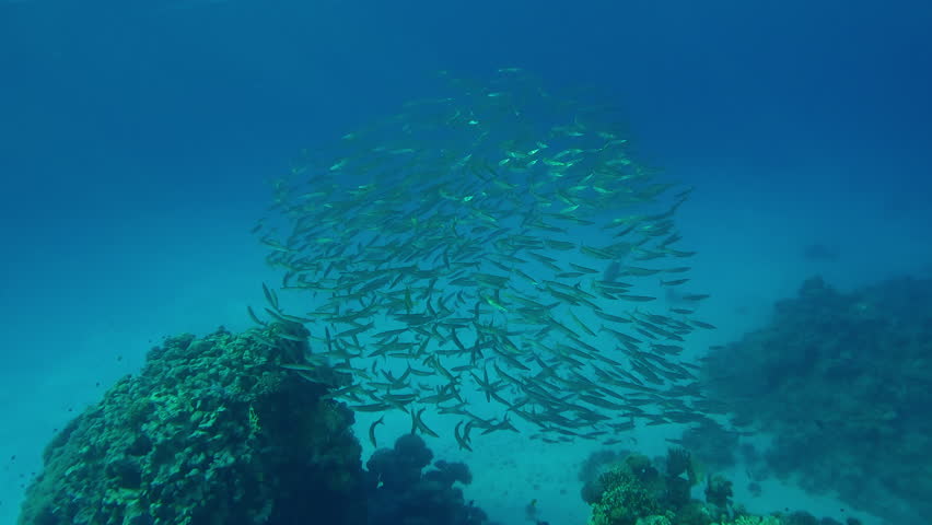 A pair of Yellowspotted Trevally, Carangoides fulvoguttatus hunts by swimming into a ball of juvenile Yellowtail Barracuda, Sphyraena flavicauda, swimming in blue water above a coral reef