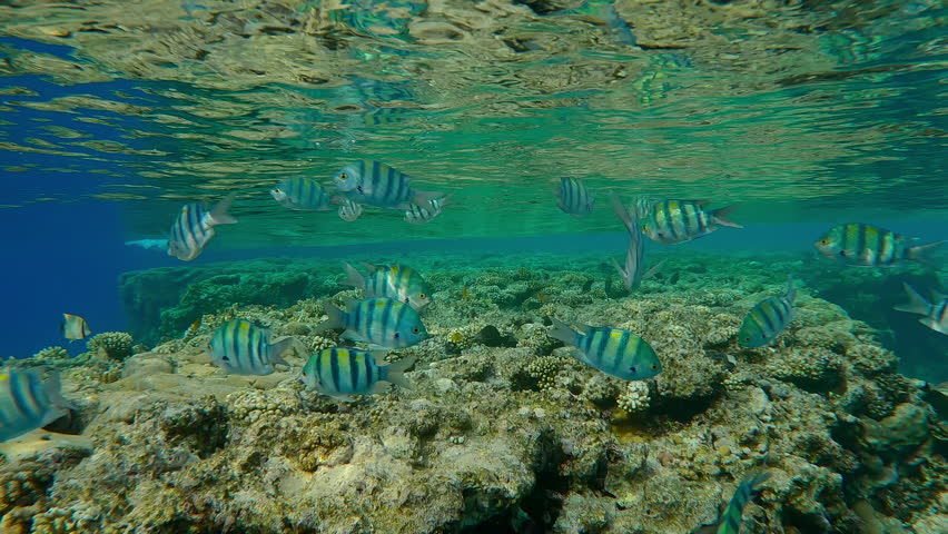 A shoal of Indo-Pacific Sergeant, Abudefduf vaigiensis swimming over the edge of a flat-top on a shallow coral reef beneath an emerald green waves, reflected on the water surface on a sunny day